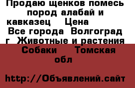 Продаю щенков помесь пород алабай и кавказец. › Цена ­ 1 500 - Все города, Волгоград г. Животные и растения » Собаки   . Томская обл.